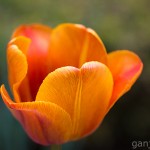Pflanzen / 20130511_IMG_3242.jpg