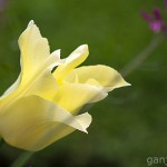 Pflanzen / 20130511_IMG_3245.jpg