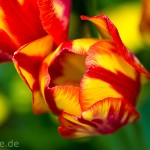 Pflanzen / 20130511_IMG_3258.jpg