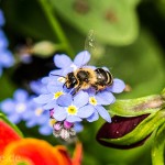 Tiere / 20130511_IMG_3273.jpg