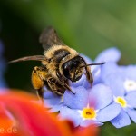 Tiere / 20130511_IMG_3277.jpg