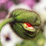 Pflanzen / 20130511_IMG_3297.jpg