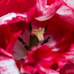 Pflanzen / 20130511_IMG_3322.jpg