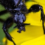 Tiere / 20130515_IMG_3411.jpg