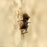 Tiere / 20130515_IMG_3492.jpg