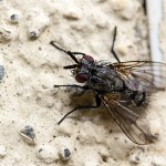 Tiere / 20130515_IMG_3495.jpg