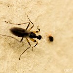 Tiere / 20130515_IMG_3502.jpg
