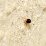 Tiere / 20130515_IMG_3524.jpg