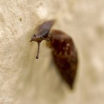Tiere / 20130517_IMG_3620.jpg
