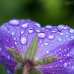 Pflanzen / 20130527_IMG_3914.jpg