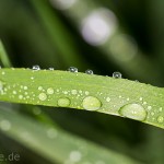 Pflanzen / 20130527_IMG_4042.jpg