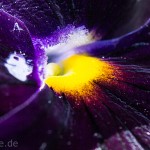 Pflanzen / 20130527_IMG_4344.jpg