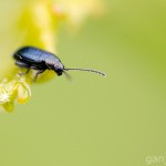 Tiere / 20130604_IMG_4555.jpg