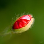 Pflanzen / 20130604_IMG_4577.jpg