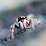 Tiere / 20130604_IMG_4641.jpg