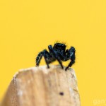 Tiere / 20130610_IMG_4763.jpg