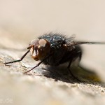 Tiere / 20130611_IMG_4677.jpg