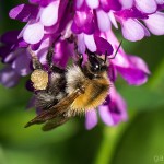 Tiere / 20130627_IMG_4852.jpg