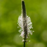 Pflanzen / 20130627_IMG_5184.jpg