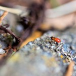 Tiere / 20130704_IMG_5435.jpg