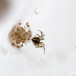 Tiere / 20130704_IMG_5458.jpg