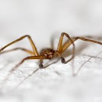 Tiere / 20130704_IMG_5578.jpg