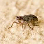 Tiere / 20130704_IMG_5591.jpg