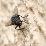 Tiere / 20130704_IMG_5597.jpg