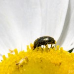 Tiere / 20130704_IMG_5686.jpg