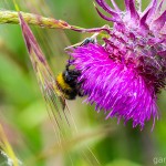 Tiere / 20130704_IMG_5823.jpg