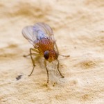 Tiere / 20130704_IMG_5946.jpg