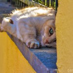 Tiere / 20130704_IMG_5981.jpg