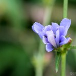Tiere / 20130713_IMG_6084.jpg