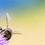 Tiere / 20130713_IMG_6139.jpg