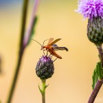 Tiere / 20130713_IMG_6145.jpg