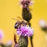 Tiere / 20130713_IMG_6155.jpg