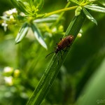 Tiere / 20130713_IMG_6179.jpg
