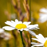 Pflanzen / 20130713_IMG_6218.jpg