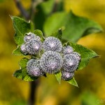 Pflanzen / 20130713_IMG_6224.jpg