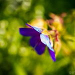 Pflanzen / 20130718_IMG_6260.jpg