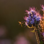 Tiere / 20130718_IMG_6413.jpg