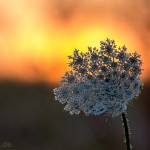 Pflanzen / 20130718_IMG_6478.jpg