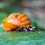Tiere / 20130723_IMG_6649.jpg
