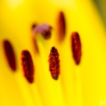 Pflanzen / 20130723_IMG_6693.jpg