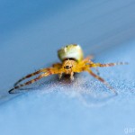 Tiere / 20130730_IMG_7083.jpg