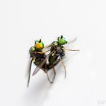 Tiere / 20130730_IMG_7522.jpg