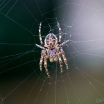 Tiere / 20130730_IMG_7626.jpg