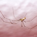 Tiere / 20130806_IMG_7695.jpg