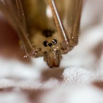 Tiere / 20130806_IMG_7708.jpg