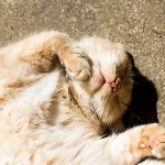 Tiere / 20130811_IMG_5413.jpg